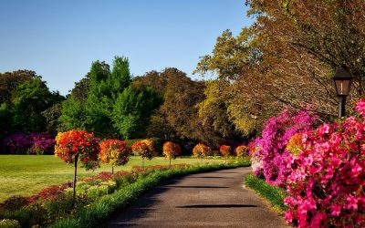Various Services Offered by Tree Care Professionals