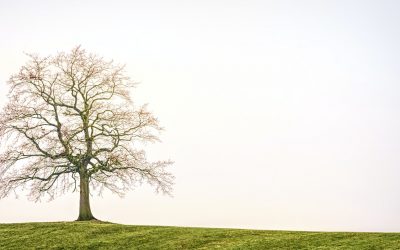 5 Most Common Tree Diseases and How to Treat Them