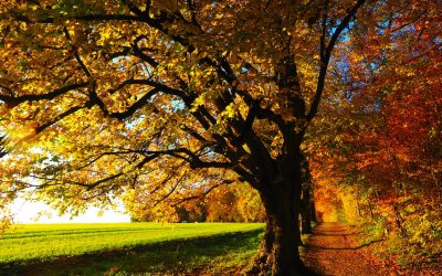 How to Ensure Your Trees Are Getting the Care They Need