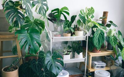 Grow Your Own Garden – Right Inside Your Home!