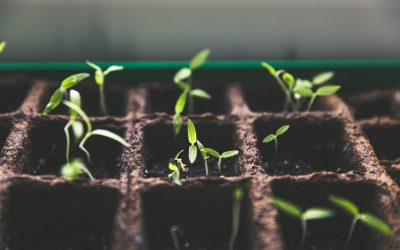 Howe to Turn Your Kitchen Scraps Into Nutrient-Rich Soil